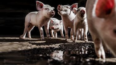 Crean cerdos cuyos órganos podrán ser usados para trasplantar a humanos