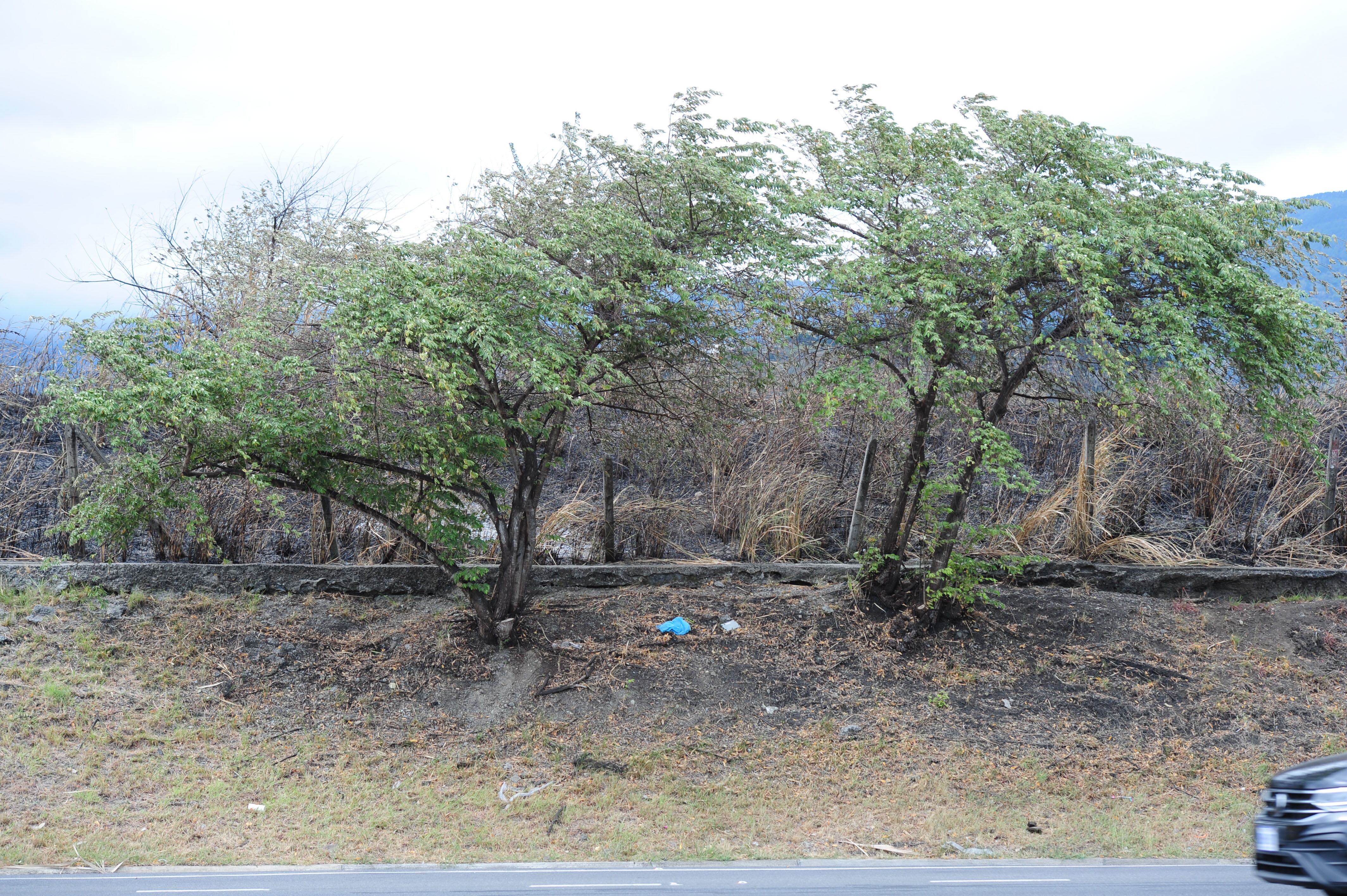 Incendio Parque natural urbano Lorne Ross