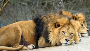 Tragedia en Tailandia: leones atacan y matan a cuidador de zoológico frente a turistas