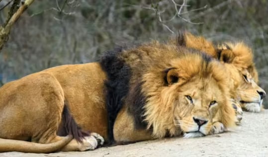 Tragedia en Tailandia: leones atacan y matan a cuidador de zoológico frente a turistas.