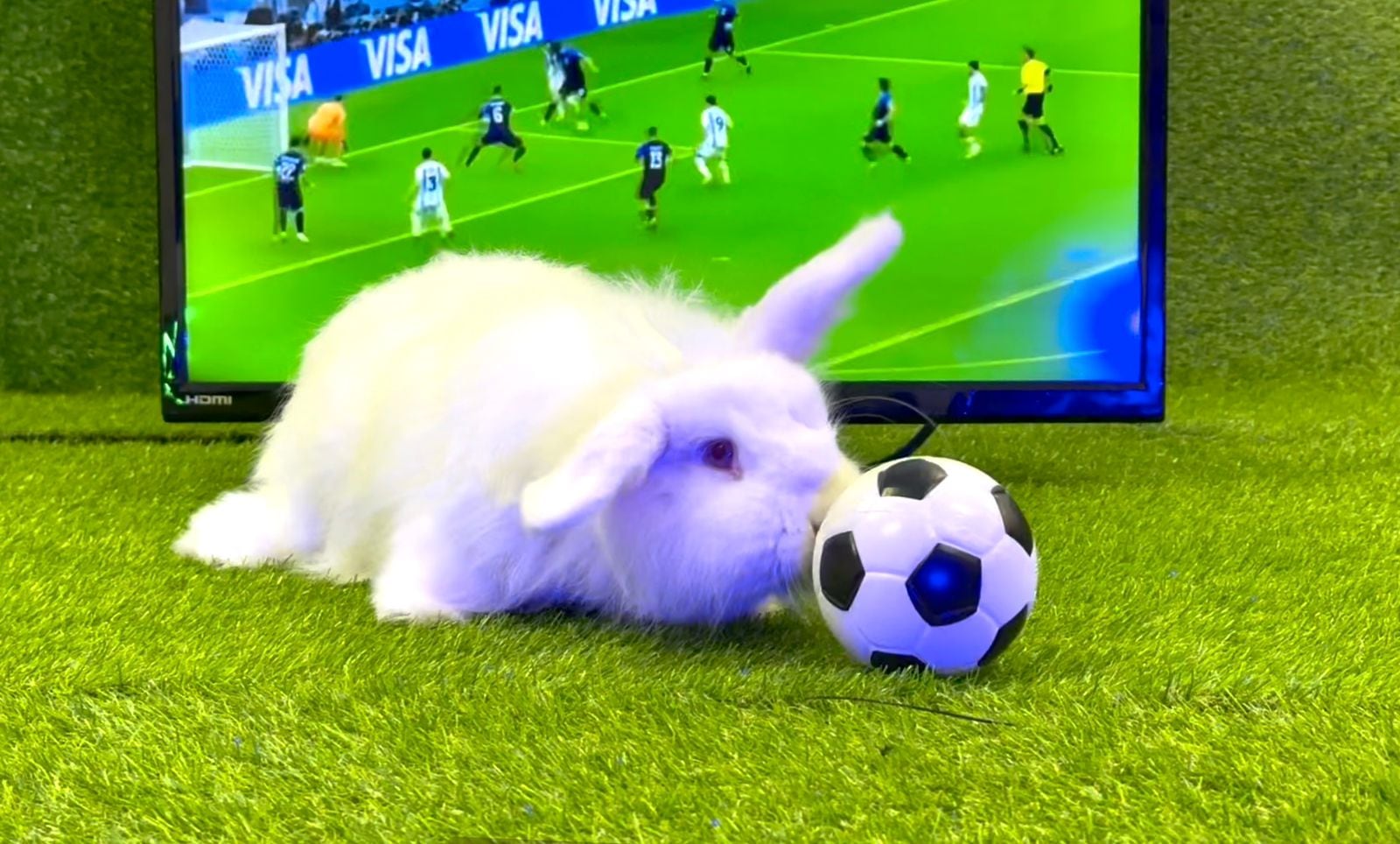 Rabito se prepara para en La Teja predecir partidos del Mundial 2026 como lo hizo el legendario Paul, el pulpo en la Copa Mundo 2010.