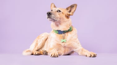 Dos pastores seducen las redes sociales y el causante de tanto alboroto confesó su culpa