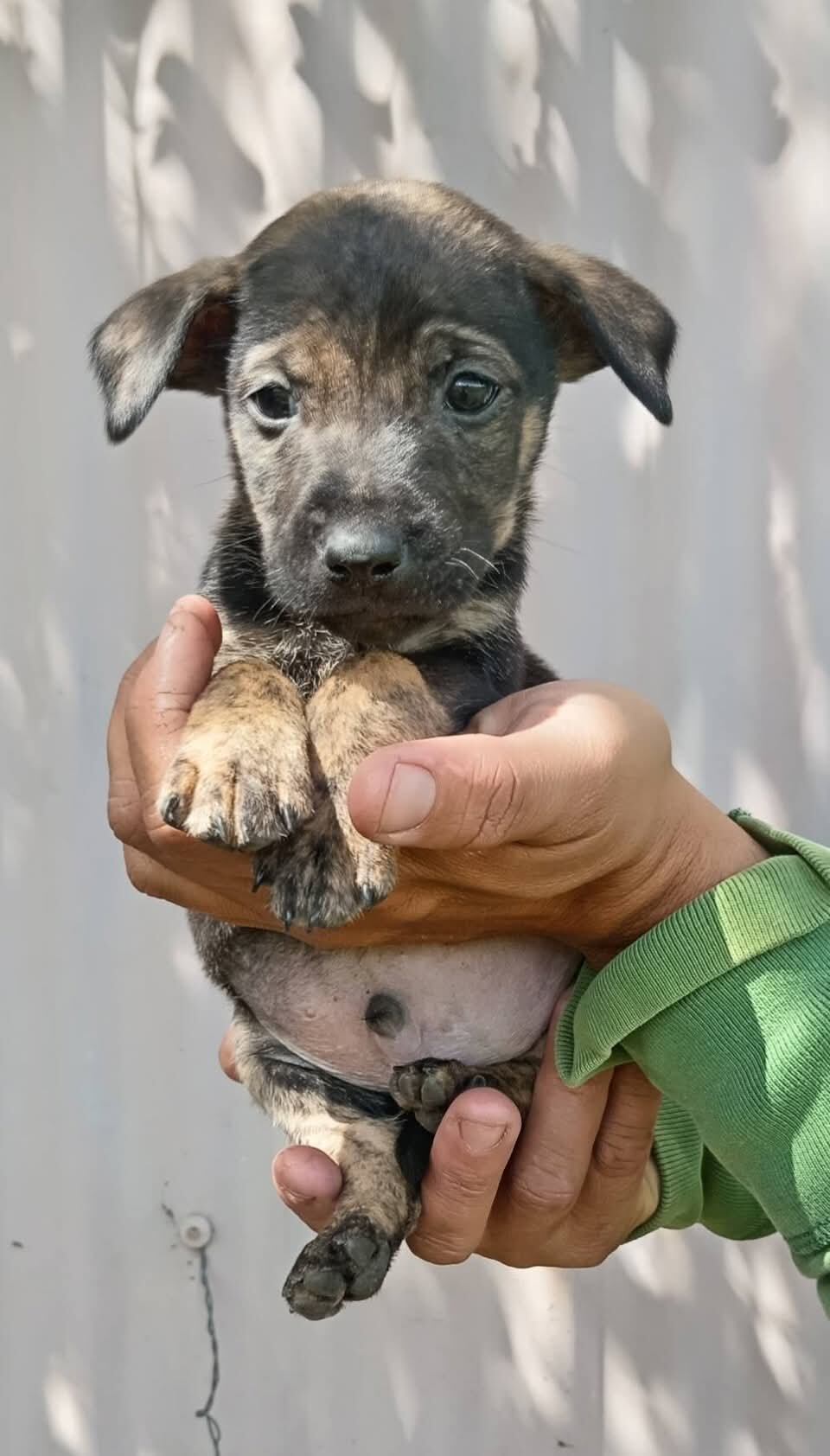 Angie Mora, presidenta Asociacion de Rescate y Adopciones Chicka & Lola