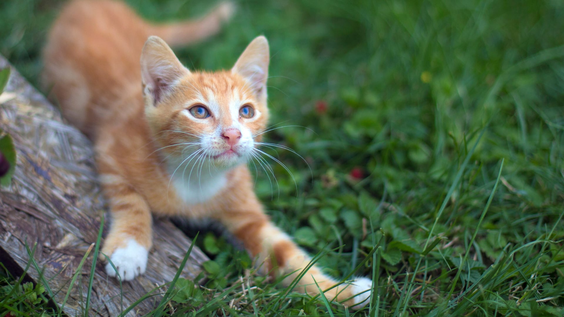 Gatos