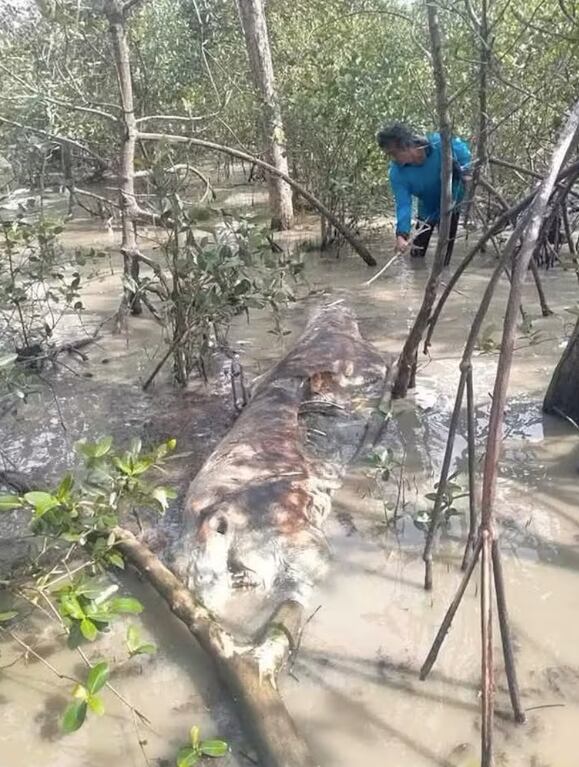 Enorme criatura hallada en Tailandia