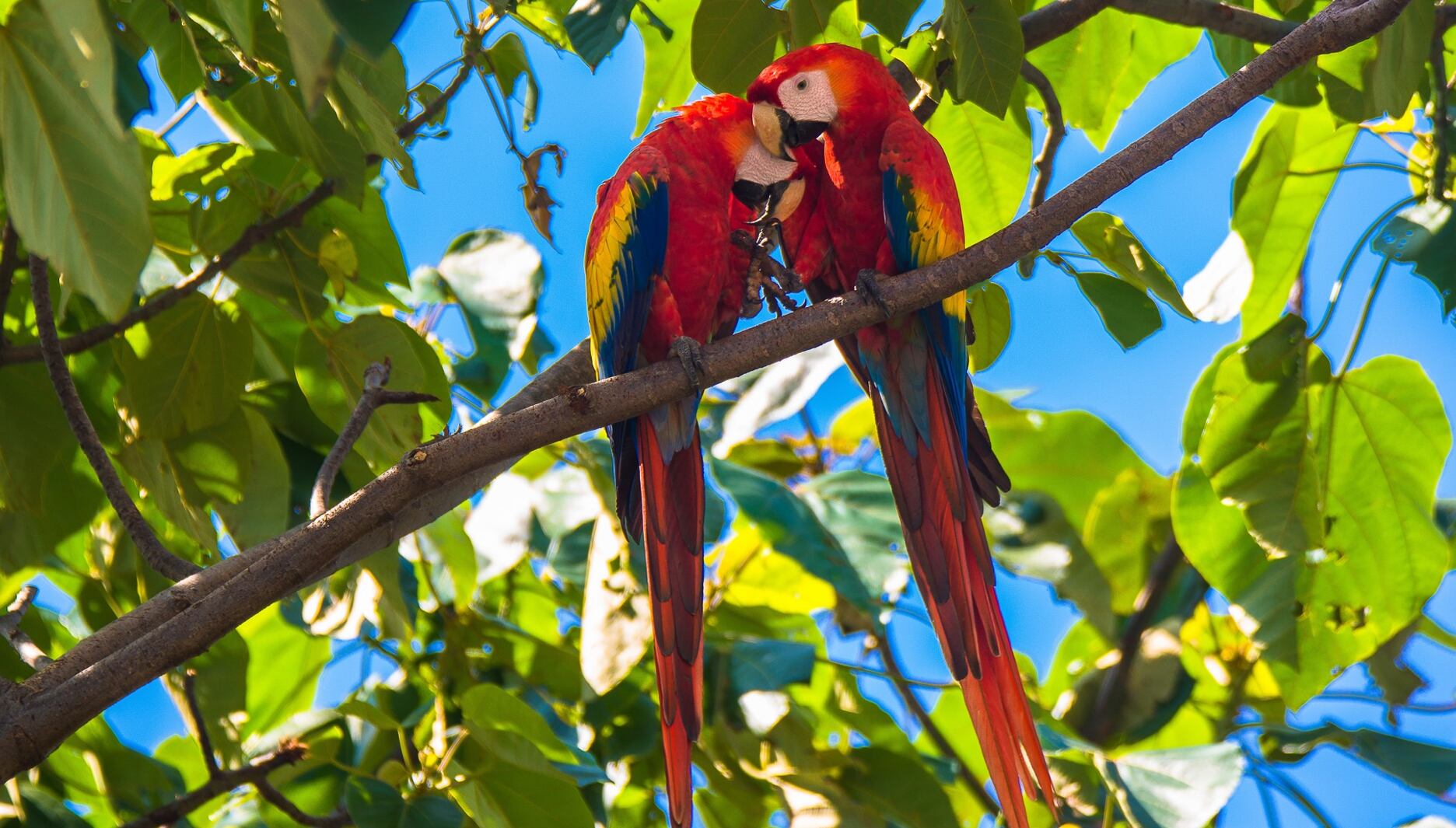 La Feria Nacional de la Lapa 2023 tendrá todas sus actividades gratuitas para toda la familia (Foto: Jorge A. Russel)