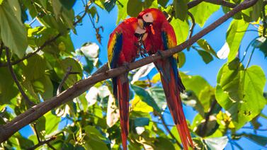 Feria de la Lapa 2023: Un encuentro con la biodiversidad y cultura en el Parque Nacional Carara