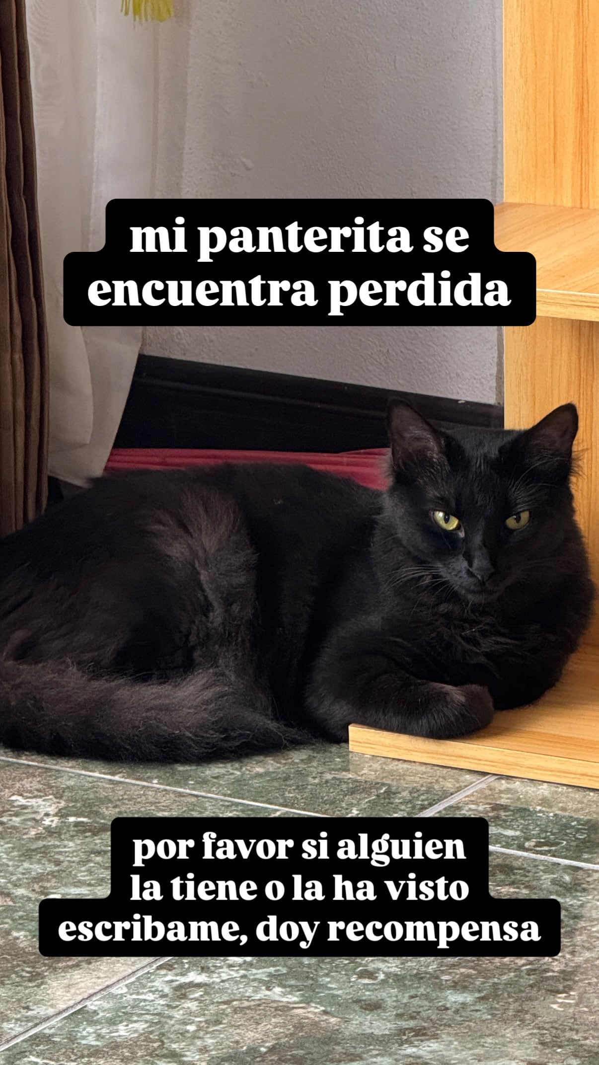 Tai, gatita de Keiz y Celeste está perdida