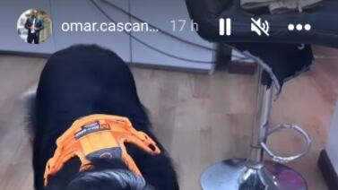 Un perro hizo de las suyas en el camerino de El Chinamo