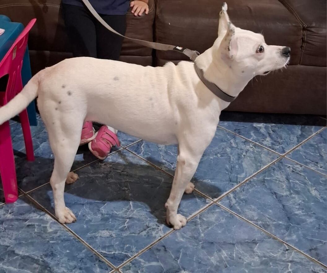 Isabel Camacho Gutiérrez es de esas mujeres que llevan a la Negrita metida en el alma. Mariana hasta los huesos, devota desde niña, con 65 años encima y un corazón que no deja de creer en los milagros, el año pasado recibió uno que vino con patitas, cola y un par de ojitos que le cambiaron la vida: Julieta, una perrita rescatada durante la romería 2024 y que hoy es la princesa de su casa.