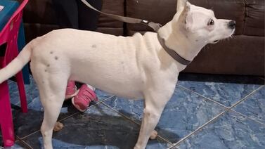 Romería 2025: Le pidió a la Negrita ayuda para su luto y le mandó una peludita de 4 patas que es un amor