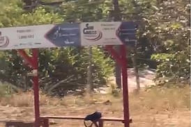 ¿Por qué las personas graban ataques en vez de intervenir? Sociólogo lo explica