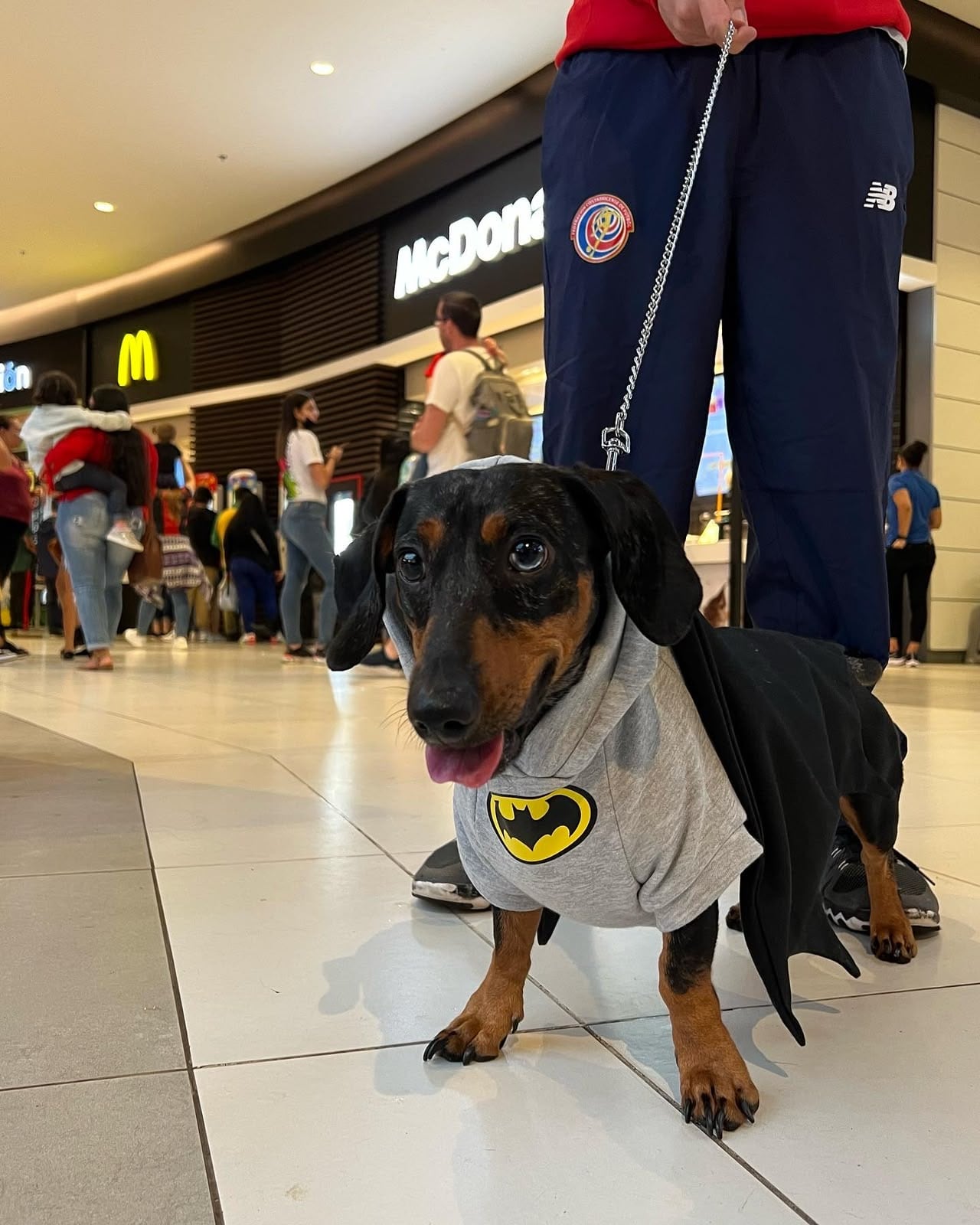 El sábado 19 de setiembre es el Día de Batman por eso conocemos la historia de Ace, el pequeño perrito costarricense que se convirtió en el auténtico guardián de su hogar y se llama igual que el perro del Caballero de la noche.