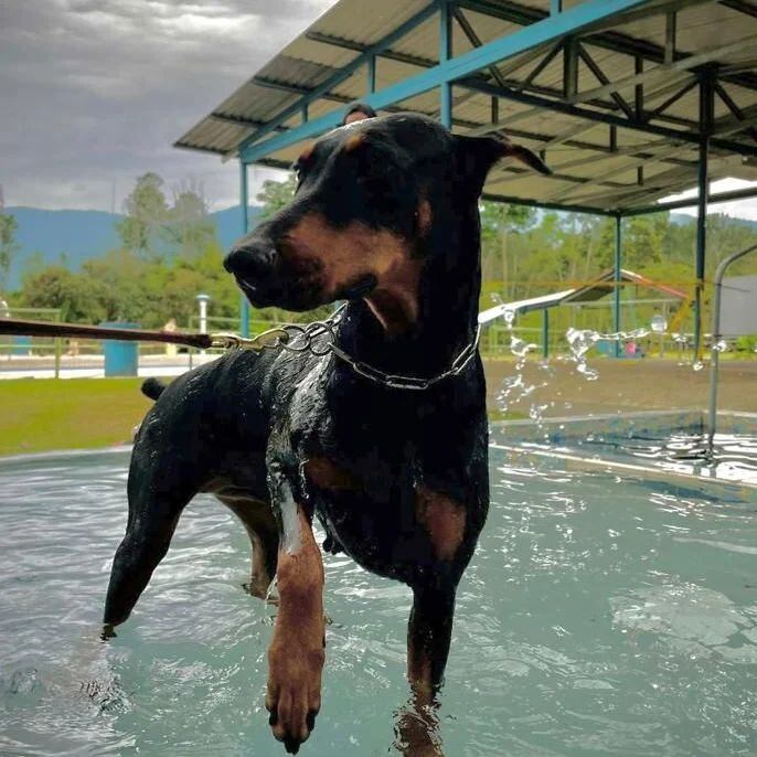 Balneario la Joya ofrece una piscina para las mascotas.