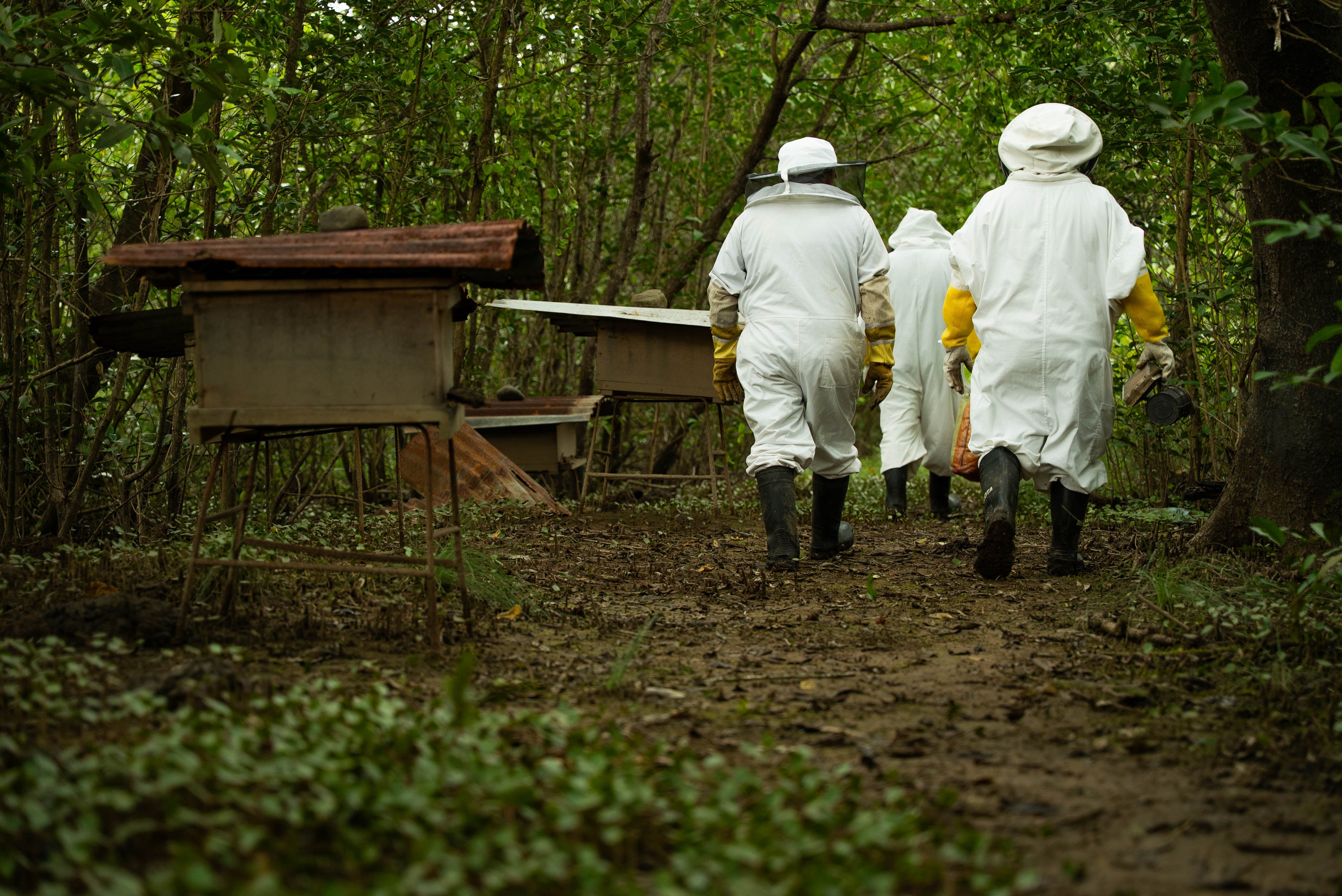 Familias puntarenenses pasaron de no saber nada sobre abejas a un emprendimiento único en Costa Rica, ApiMangle, que protege el manglar y genera ingresos con miel y tours educativos.