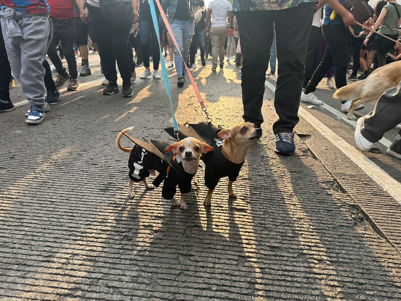 Hasta las mascotas llegaron bien identificadas con la ocasión.