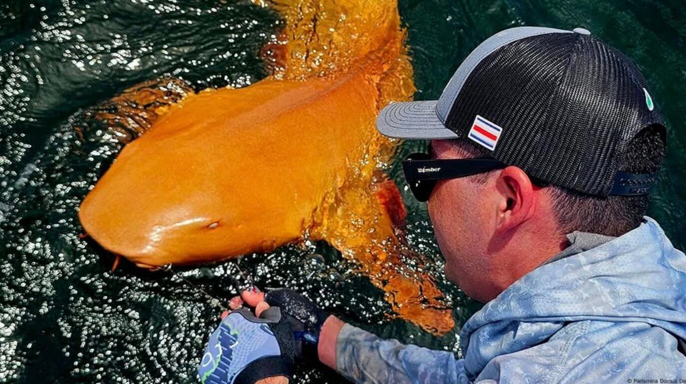 tiburó naranja, tiburón nodriza