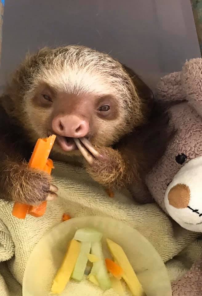 Jeffery Allen Rochte es de la tercera generación de una familia que cuida los perezosos de dos y tres dedos en Cahuita, LImón, donde tienen el Santuario de Perezosos.