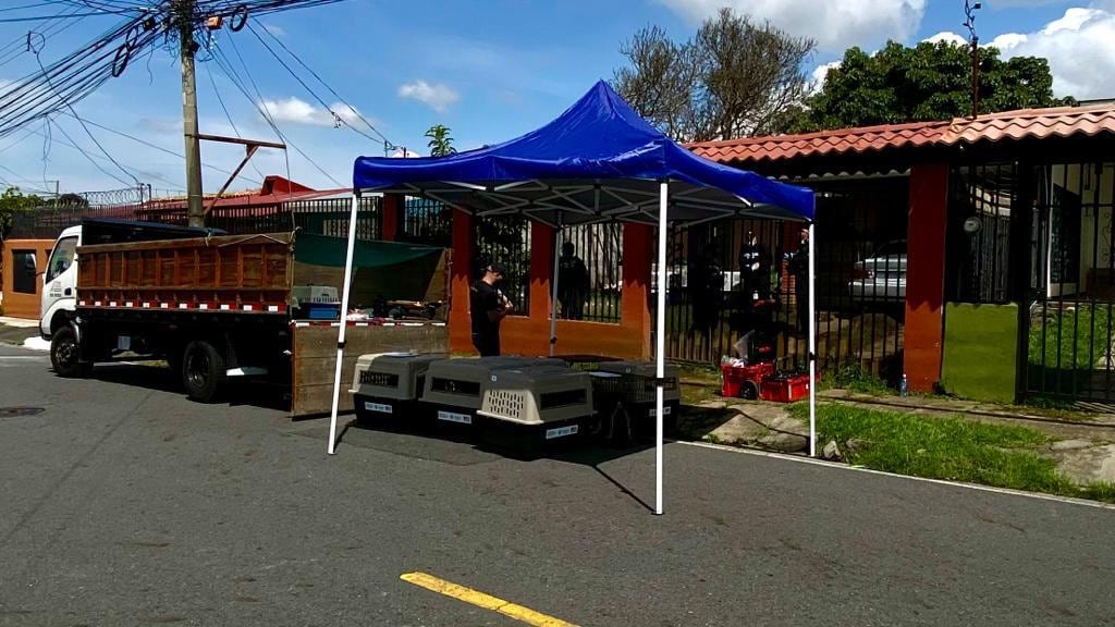 OIJ decomisa 26 perros y 4 gatos por caso de crueldad animal.