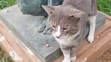 Tom, el gatico que ocupa una oportunidad para poder seguir viviendo