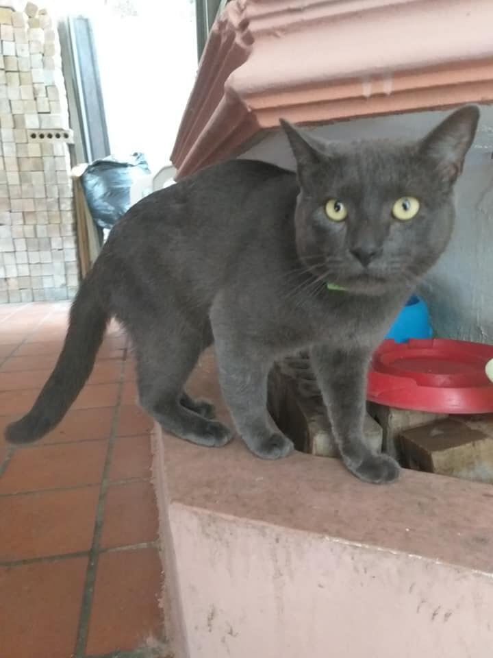Un gato “infiel” es la nueva sensación de las redes sociales. Se dejaba querer por dos familias, en una se llama Pixi y en la otra Huarache