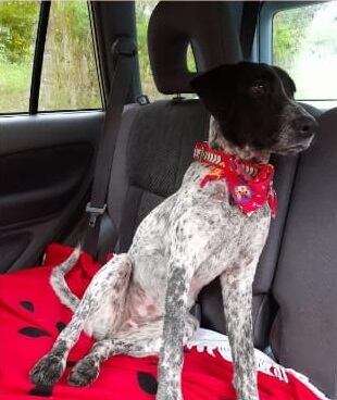 Perros perdidos. Foto cortesía.