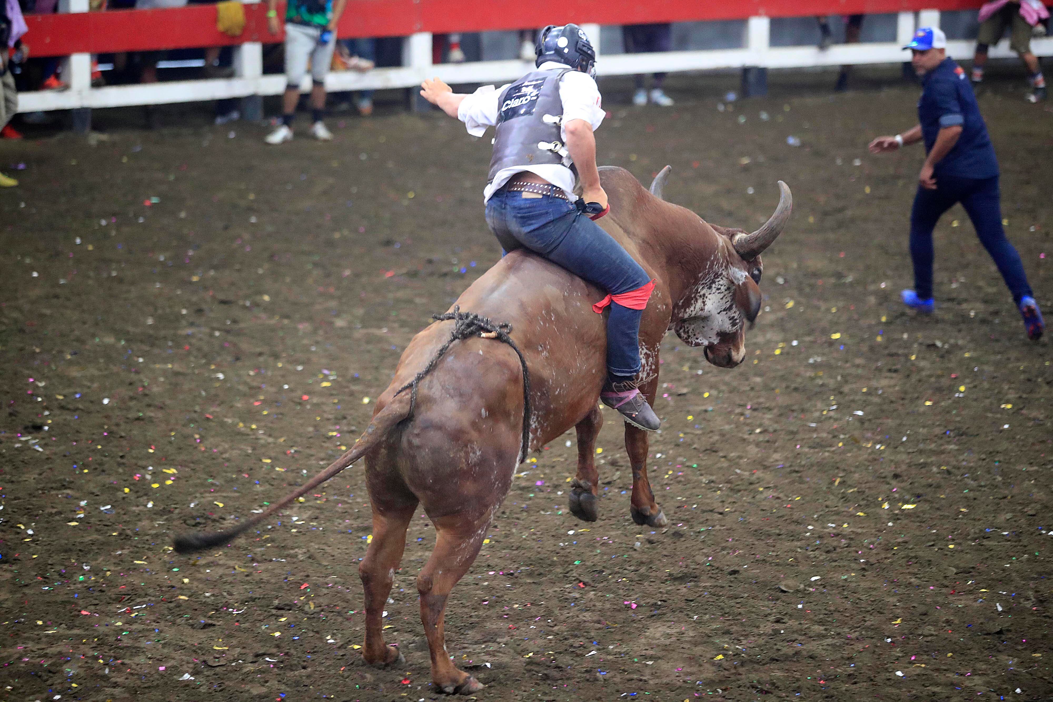 28/12/2023 Toros a la Tica, Palmares. Corrida de toros vespertina, cuya transmisión estuvo a cargo de Teletica Canal 7. Toros de monta y de cacho bravo (de corridas) de ganadería La Pinta fueron los encargados de ponerle la emoción dentro de la plaza. Pero además del ganado, montadores y toreros improvisados se llevaron las palmas de los espectadores que llenaron las gradas del redondel. Otra actividad que llamó mucho la atención y fue muy celebrada fue el Campeonato Nacional de Barrileras. Mario Guadamuz (de gorra azul), coordinador de los toreros improvisados, siempre está atento a todos los detalles, especialmente cuando alguno sale lesionado por alguna embestida.