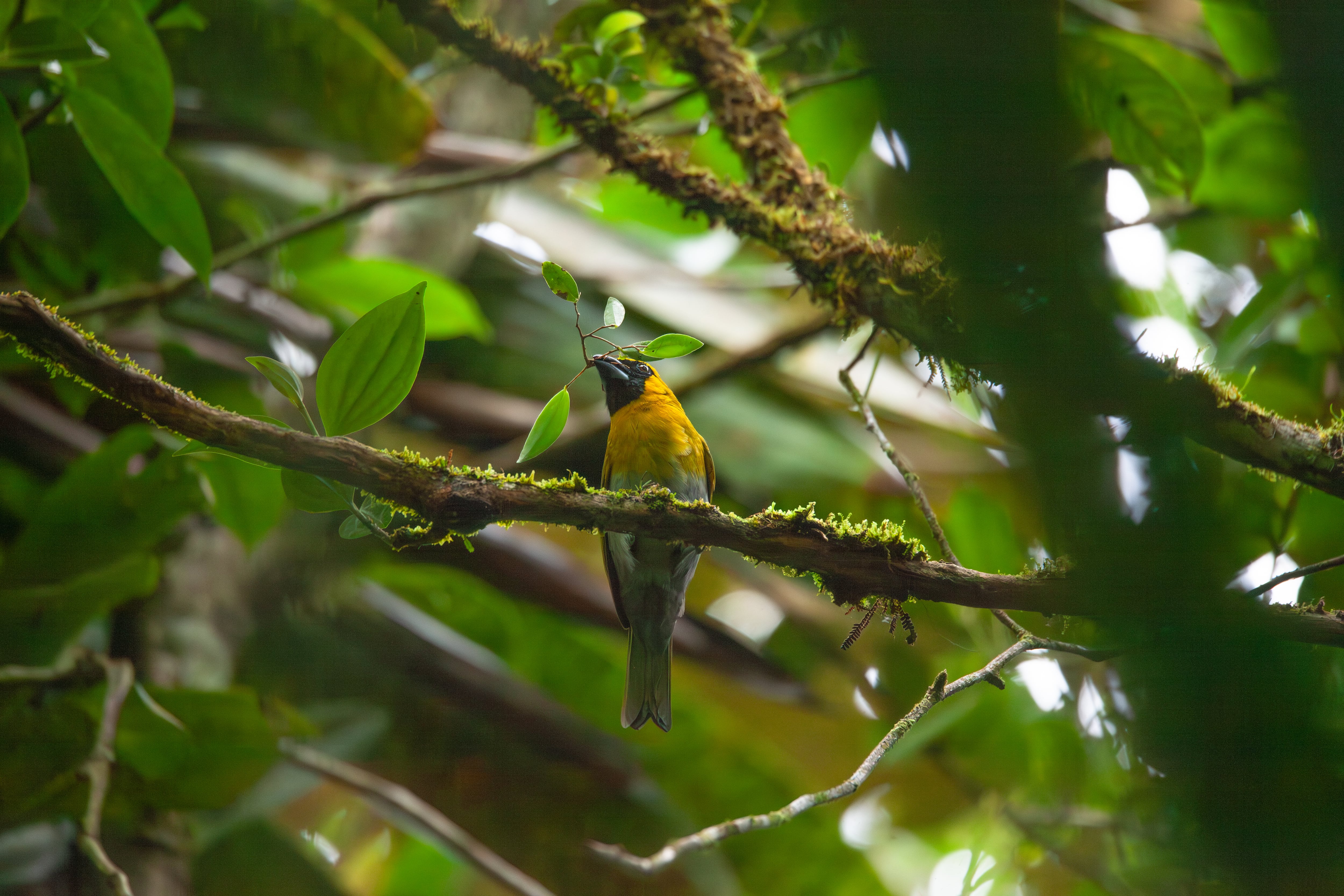 El Zota resguarda gran biodiversidad de animales en su hábitat natural.
