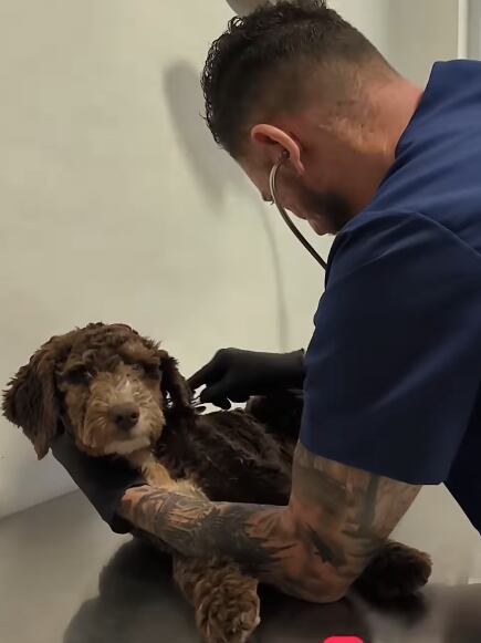 Gipzy Montoya y su esposo Mauricio Motta junto a sus nuevas mascotas