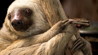 (Video) Mamá de perezosos mostró que se ejercita mejor que cualquiera con un acto impresionante