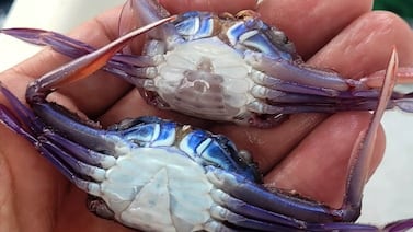 ¿Por qué tantos cangrejos aparecieron varados en las playas de Guanacaste? Esto explica la UNA