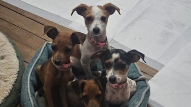Hoy es el día del zaguate y estas cuatro bellezas están en adopción