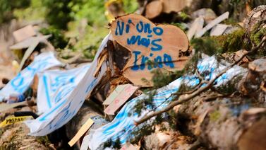 Vecinos y ambientalista lograron detener tala de árboles en El Tirol, pero no por mucho tiempo