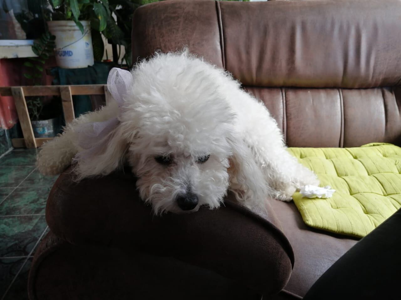 Luna, la perrita que cuidaba casi todo el día Allison Pamela Bonilla Vásquez, esta deprimida por la ausencia de la que era su "mamá".