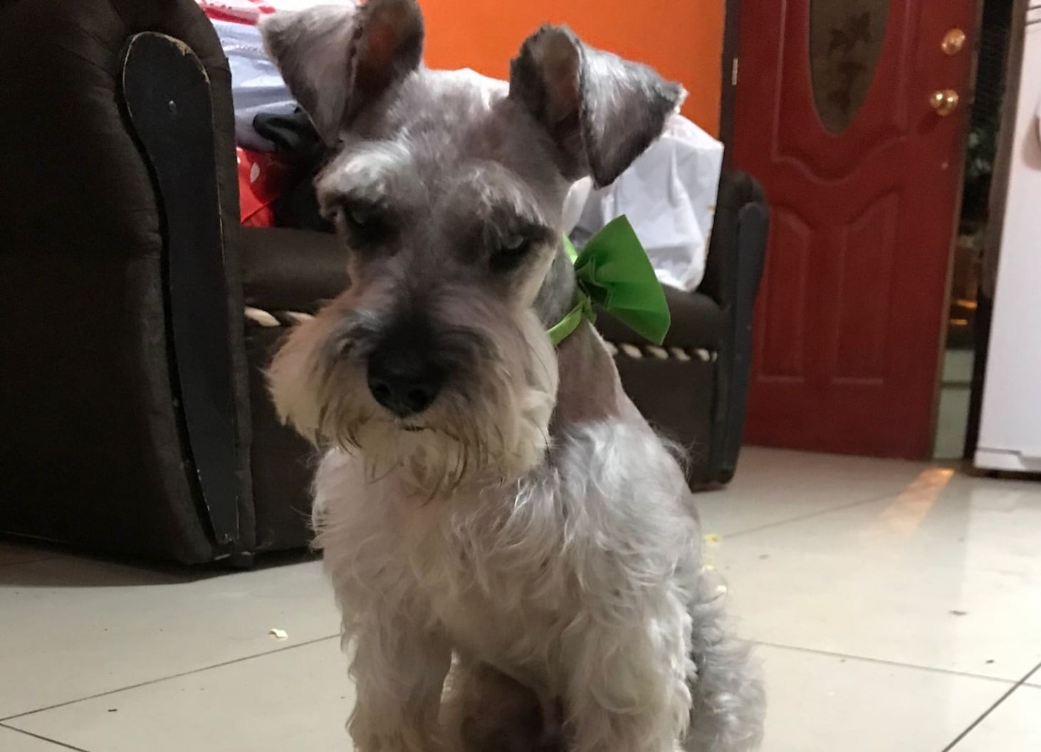 Chester, perro de raza Schnauzer miniatura, se perdió el 17 de diciembre en Hatillo 3. Foto cortesía Elizabeth Smith.
