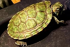 Veloz, la tortuga que “resucitó” y cambió la vida de una familia costarricense en Estados Unidos