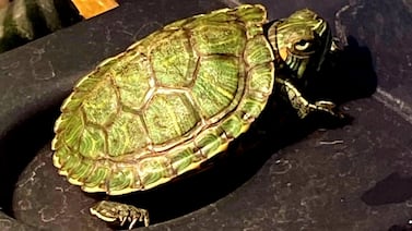 Veloz, la tortuga que “resucitó” y cambió la vida de una familia costarricense en Estados Unidos