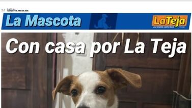 En La Teja queremos hacer a sus mascotas famosas, ¡compártanos sus fotos!