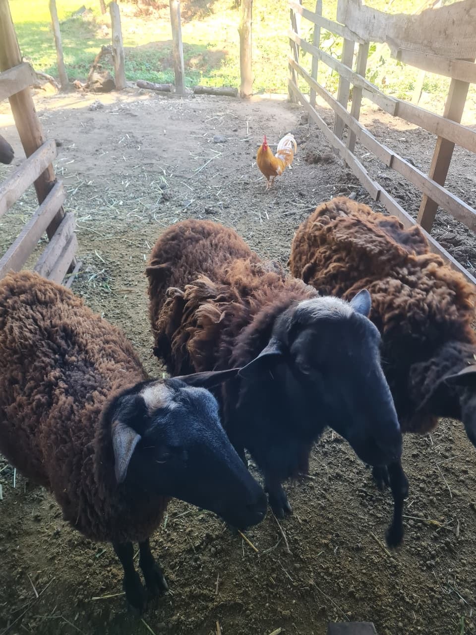 Finca Eco-Turistica Poás