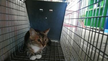 Castre a su mascota a bajo costo este sábado en Desamparados