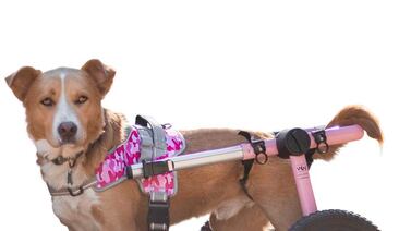 Perros con silla de ruedas: ¿cuándo sí y cuándo no? Una veterinaria explica lo que pocos saben