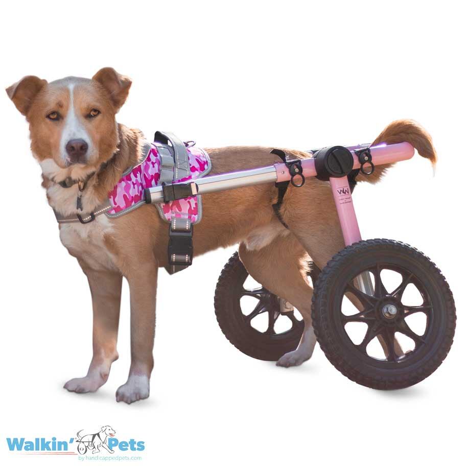 Sillas de ruedas para perros