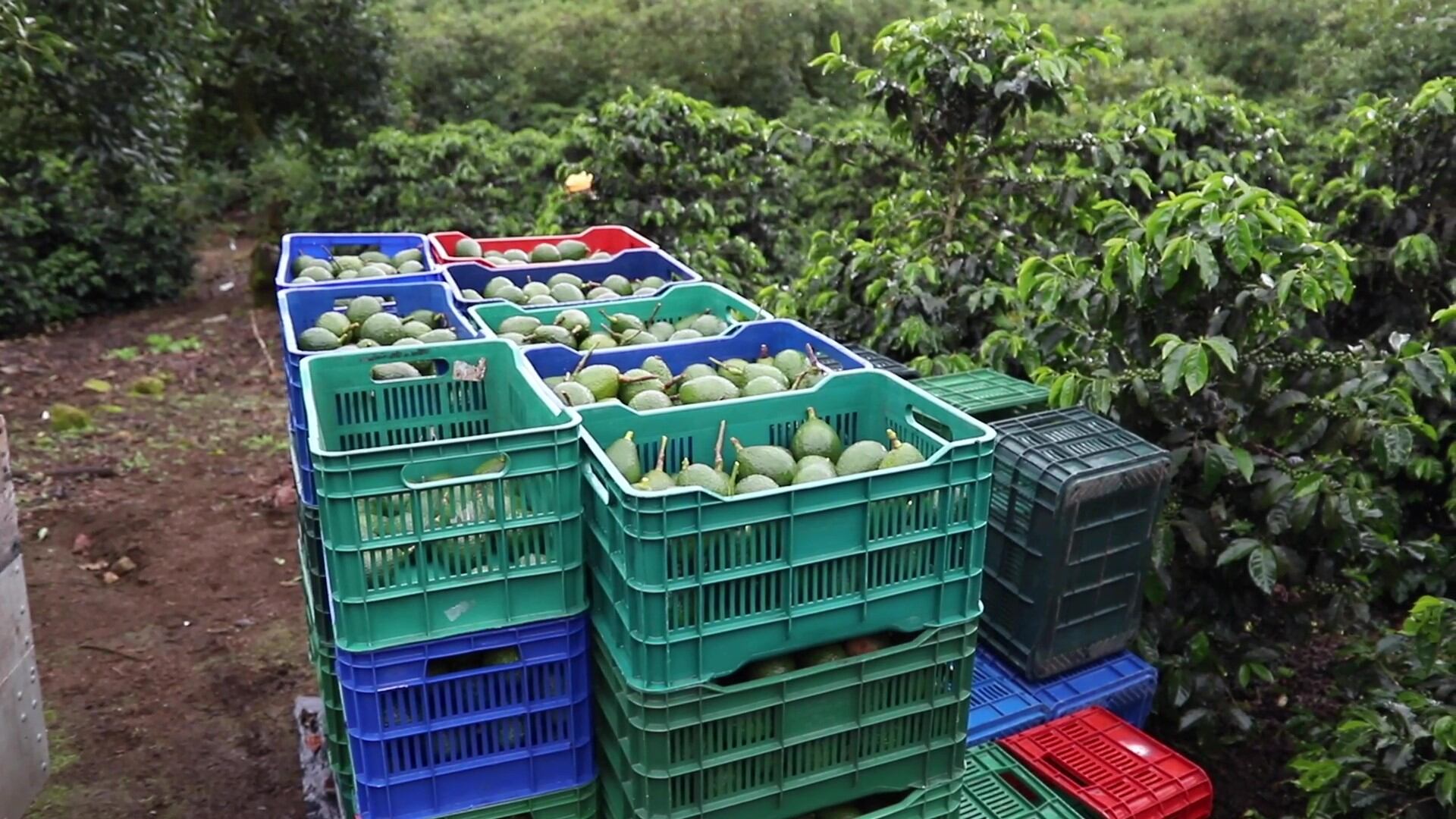 La Asociación de Fruticultores de Llano Bonito de León Cortés logró mejorar su producción de aguacate Hass al apoyarse en análisis tecnológicos