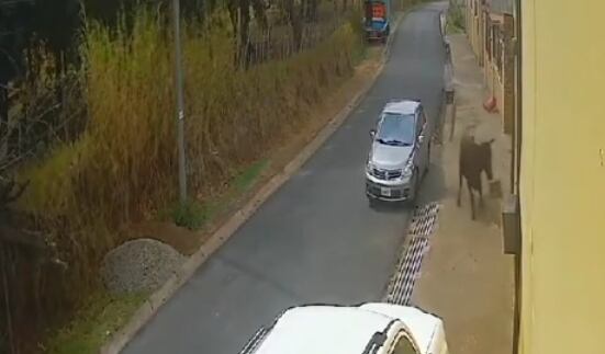 El toro siguió haciendo estragos tras embestir a la señora.