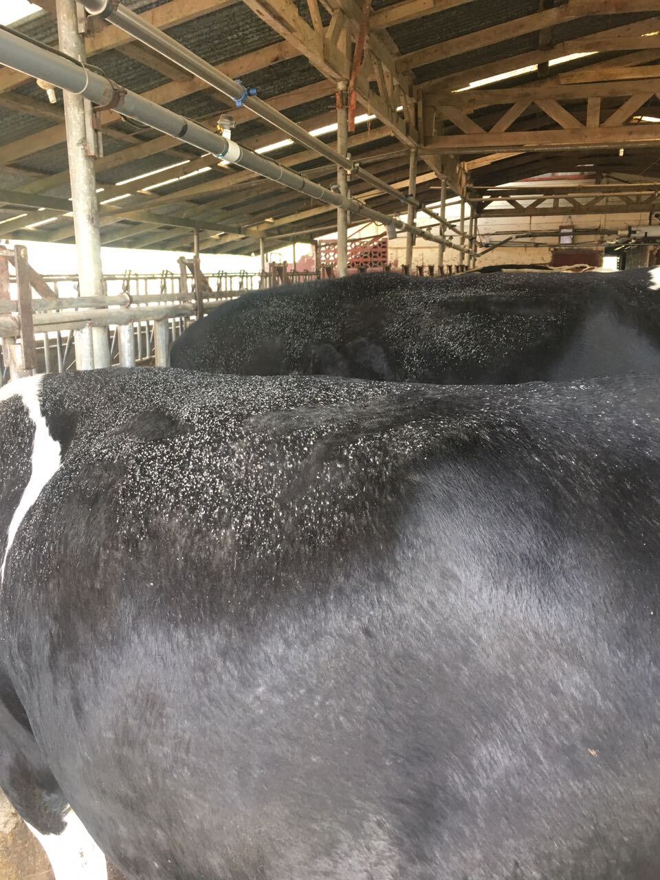 Proteja a sus animales de la ceniza del volcán con estas recomendaciones de Senasa
