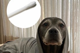 ¿Le limpia las orejas a su perro con hisopos? Una experta explica por qué nunca debería hacerlo