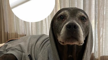 ¿Le limpia las orejas a su perro con hisopos? Una experta explica por qué nunca debería hacerlo