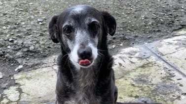 Ofrecen jugosa recompensa por Blaky un perrito de que está desaparecido