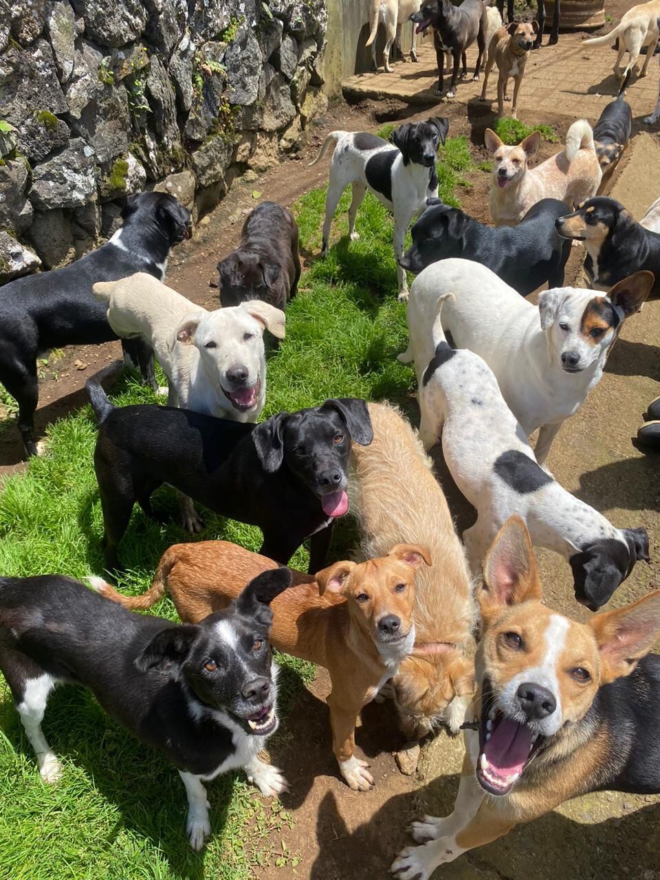 Asociación Animales de Asís CR.