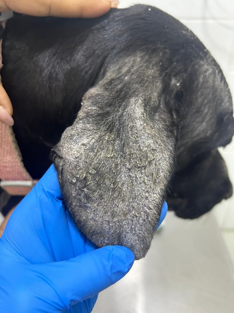 Un grupo de científicos confirmó por primera vez que un peligroso parásito ya circula en perros nacidos y criados en Costa Rica, algo que antes solo se sospechaba y que ahora quedó demostrado con evidencia científica. Se trata de la Leishmania infantum, un microorganismo que puede enfermar gravemente tanto a perros como a personas, aunque los expertos dejaron claro que no hay motivo para entrar en pánico ni para abandonar mascotas.